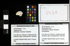 Foto (Objekt + Etiketten) von Mundopsidae indet. 